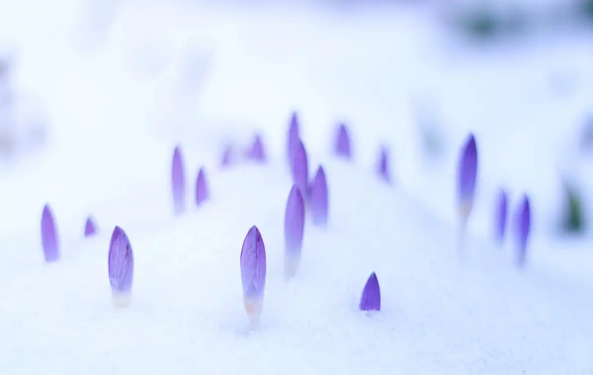 https://astroserwis.com/wp-content/uploads/2023/03/23-3-27-byk-wolna-milosc-rewolucja-wenus-uran.webp