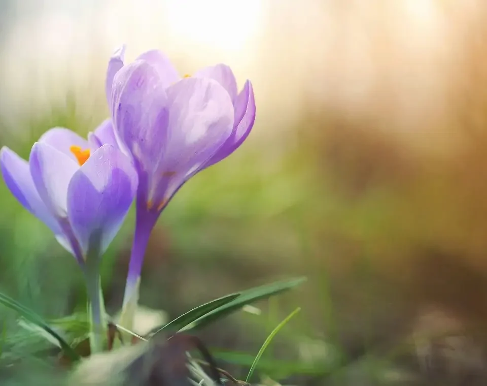 https://astroserwis.com/wp-content/uploads/2025/03/25-3-17-rownonoc-wiosenna-960x760.webp