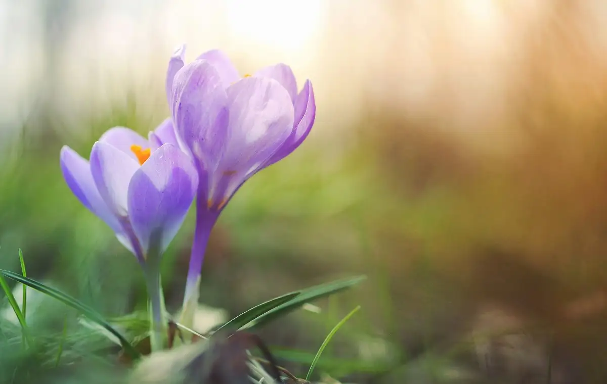https://astroserwis.com/wp-content/uploads/2025/03/25-3-17-rownonoc-wiosenna.webp
